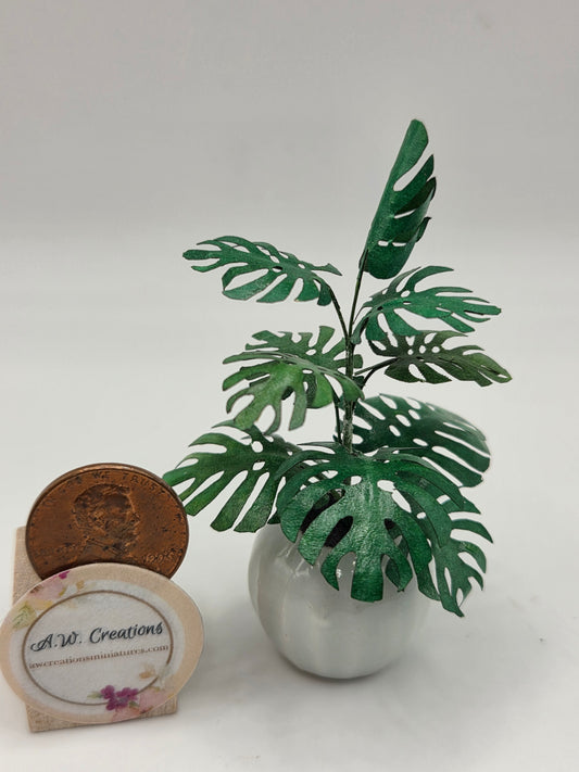 Plant - Monstera in White pot