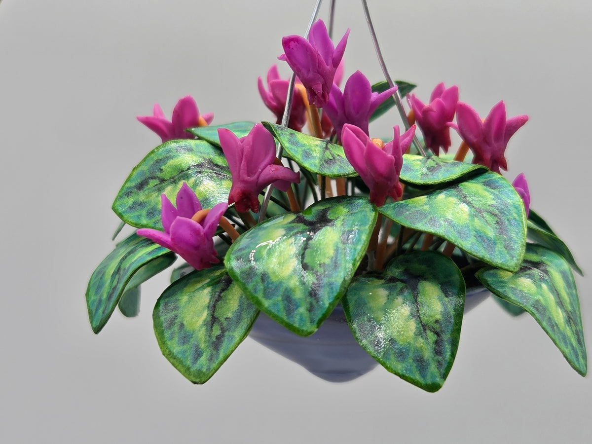 Hanging Cyclamen - Mulberry