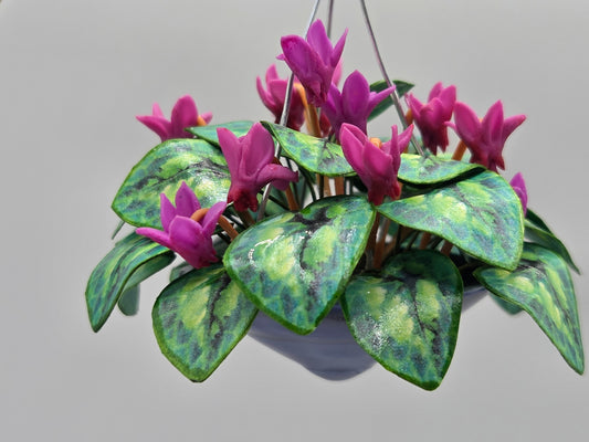 Hanging Cyclamen - Mulberry