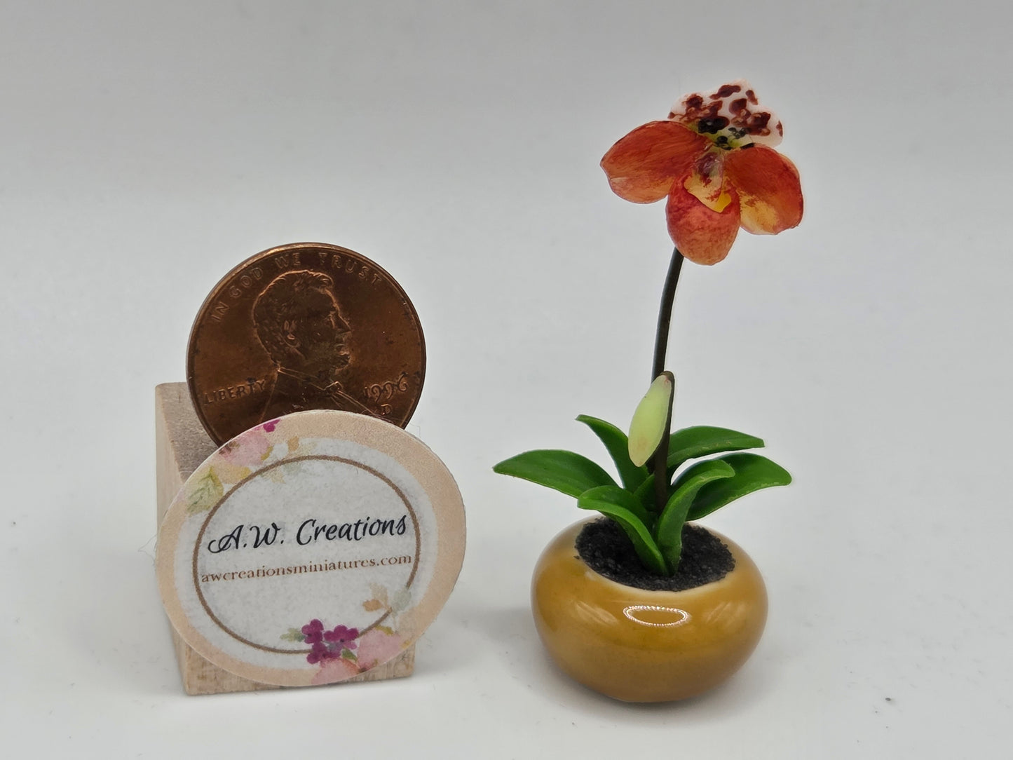 Orchid Plant