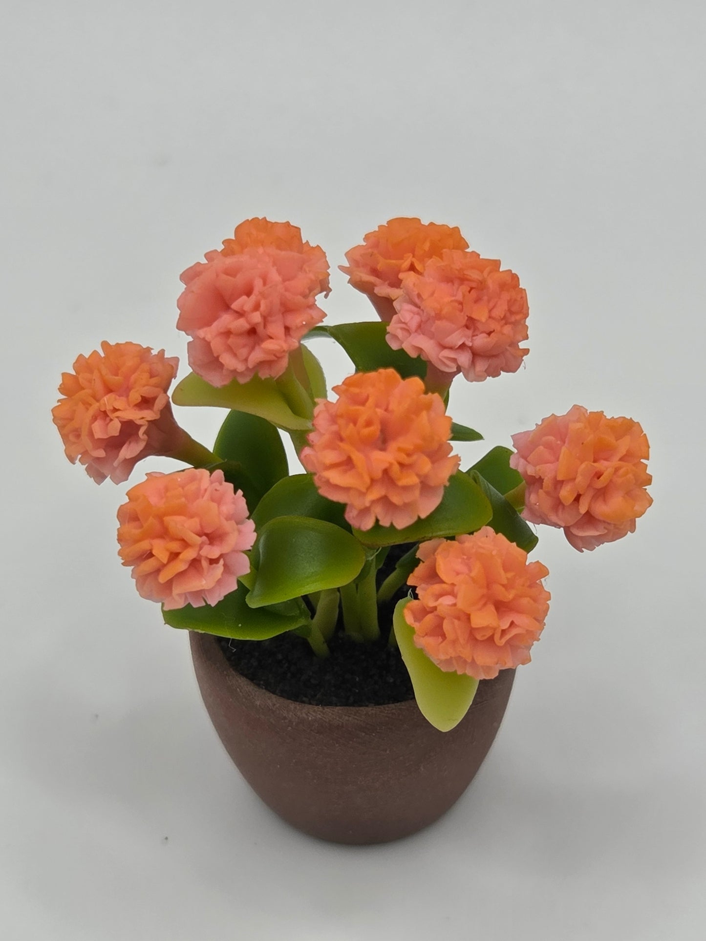 Chrysanthemum - Spring Colored
