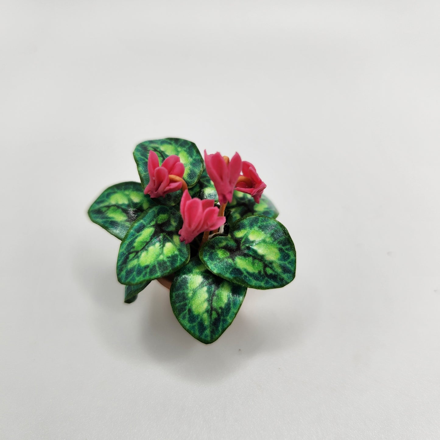 Flowering Plant - Cyclamen