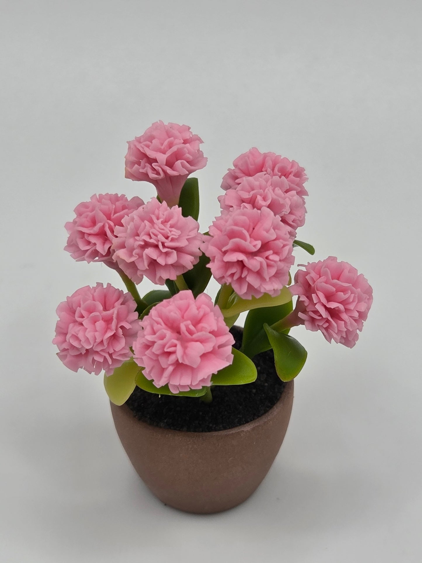 Chrysanthemum - Spring Colored