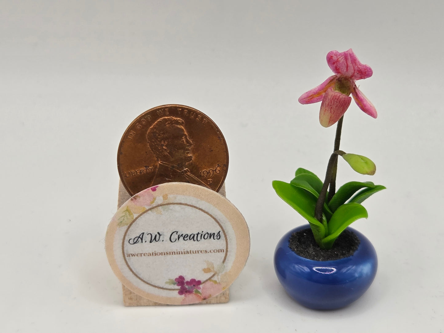 Orchid Plant