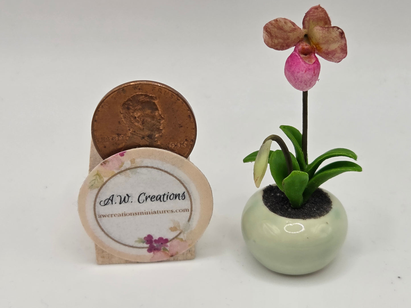 Orchid Plant