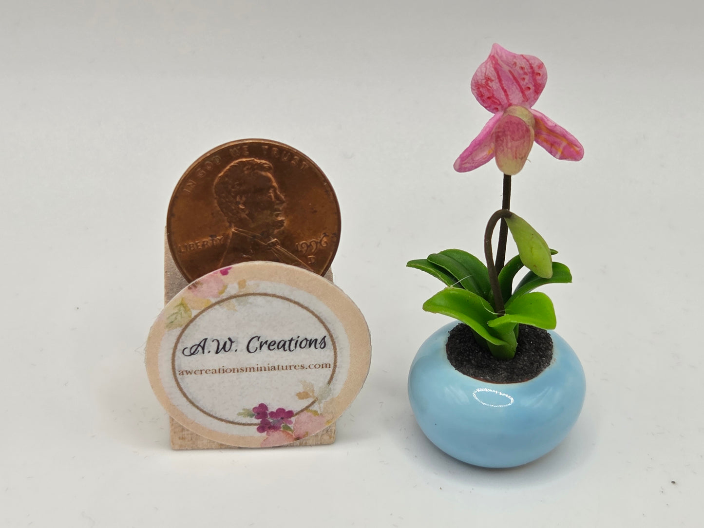Orchid Plant
