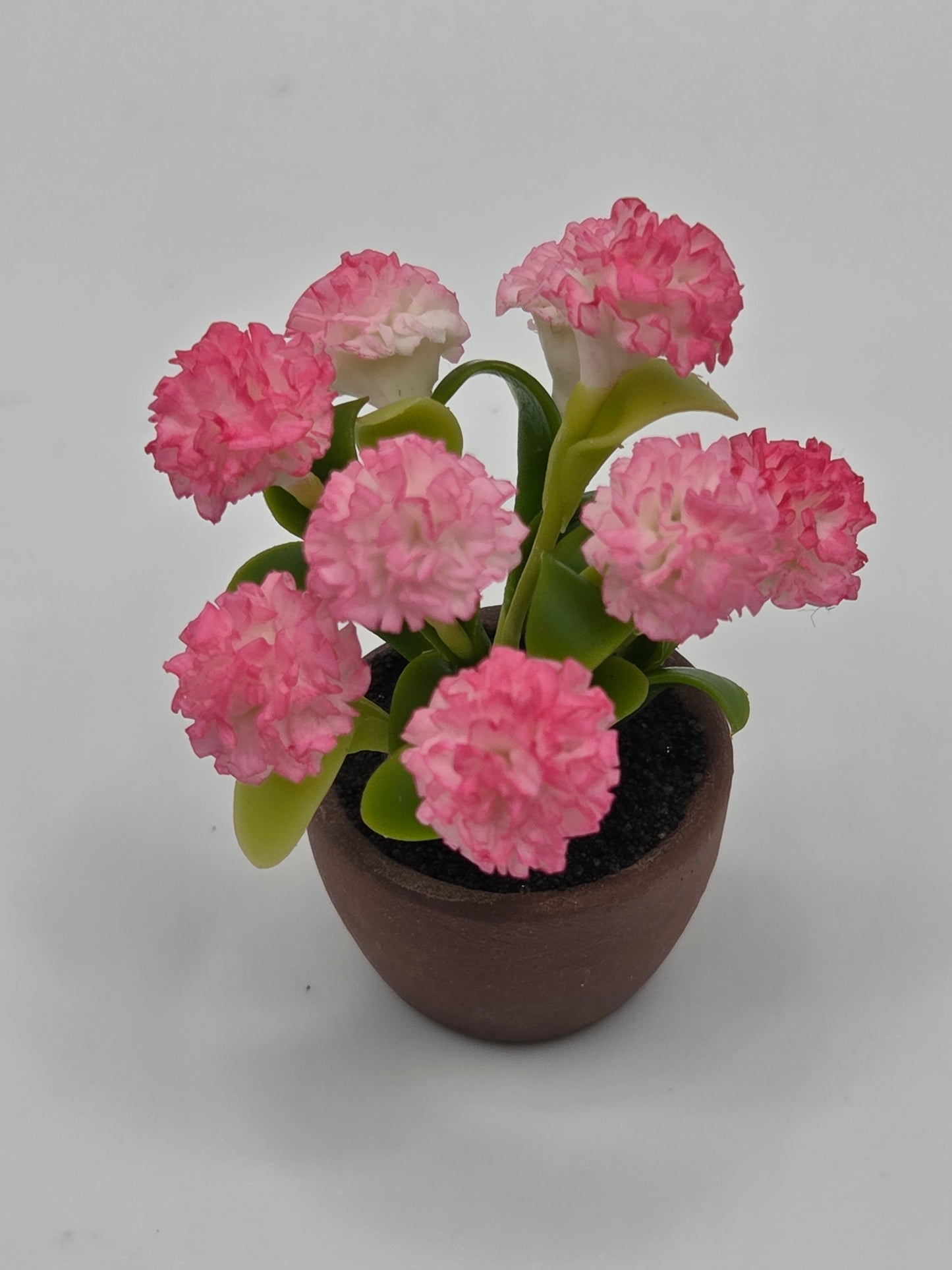 Chrysanthemum - Spring Colored