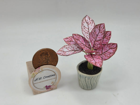 Plant - Pink
