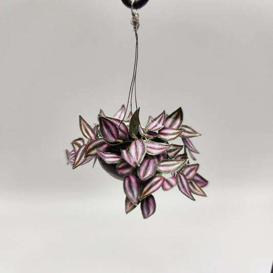 Hanging Wandering Jew - Pink