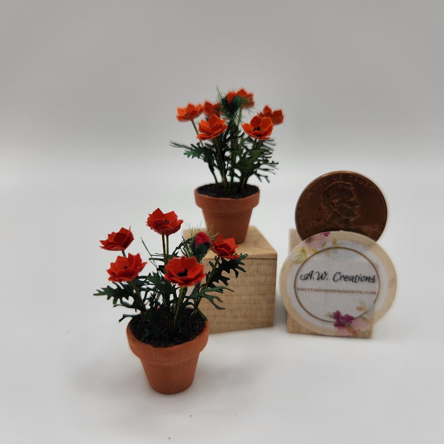 Potted Poppy Flowers