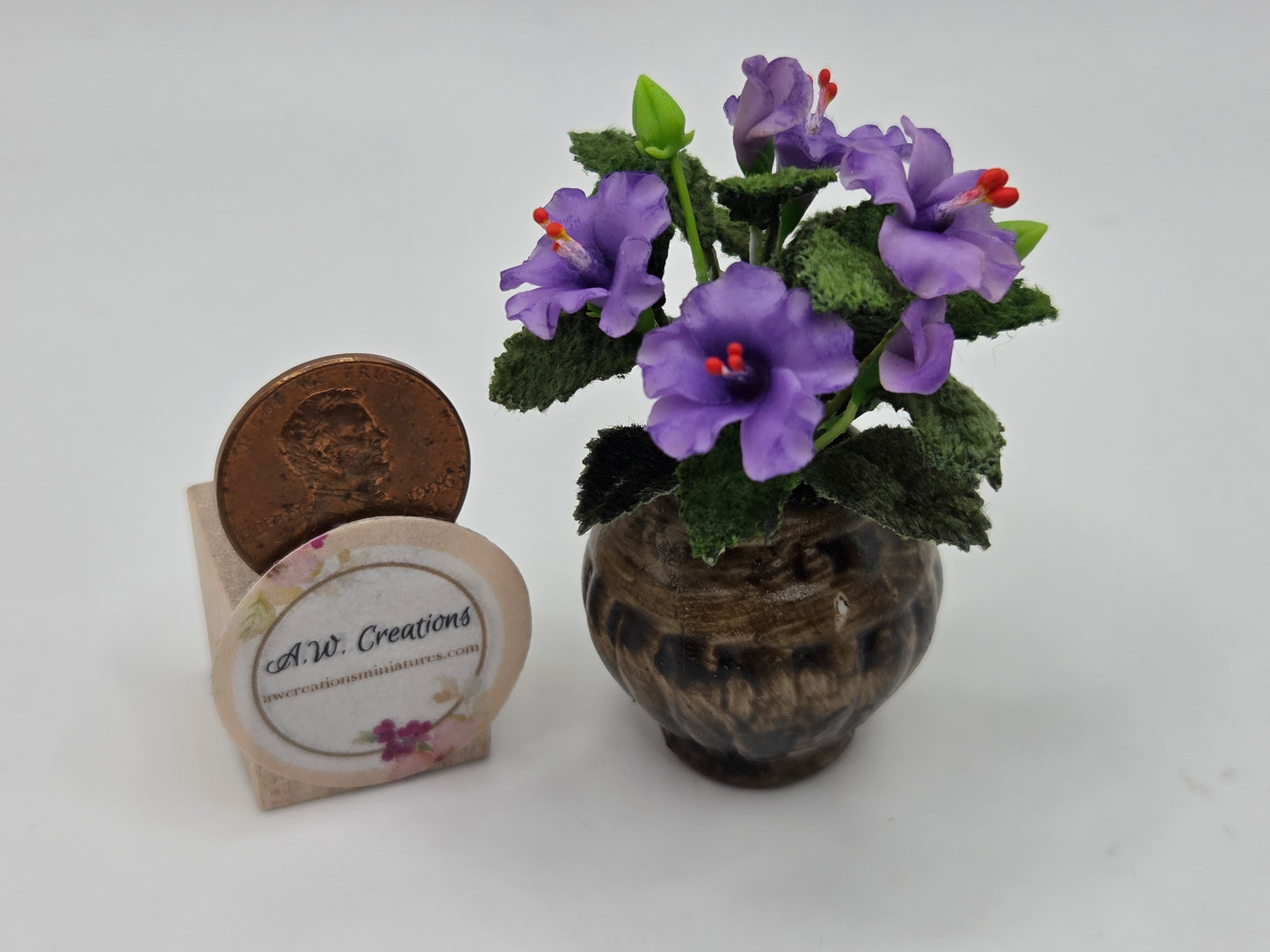 Hibiscus Plant