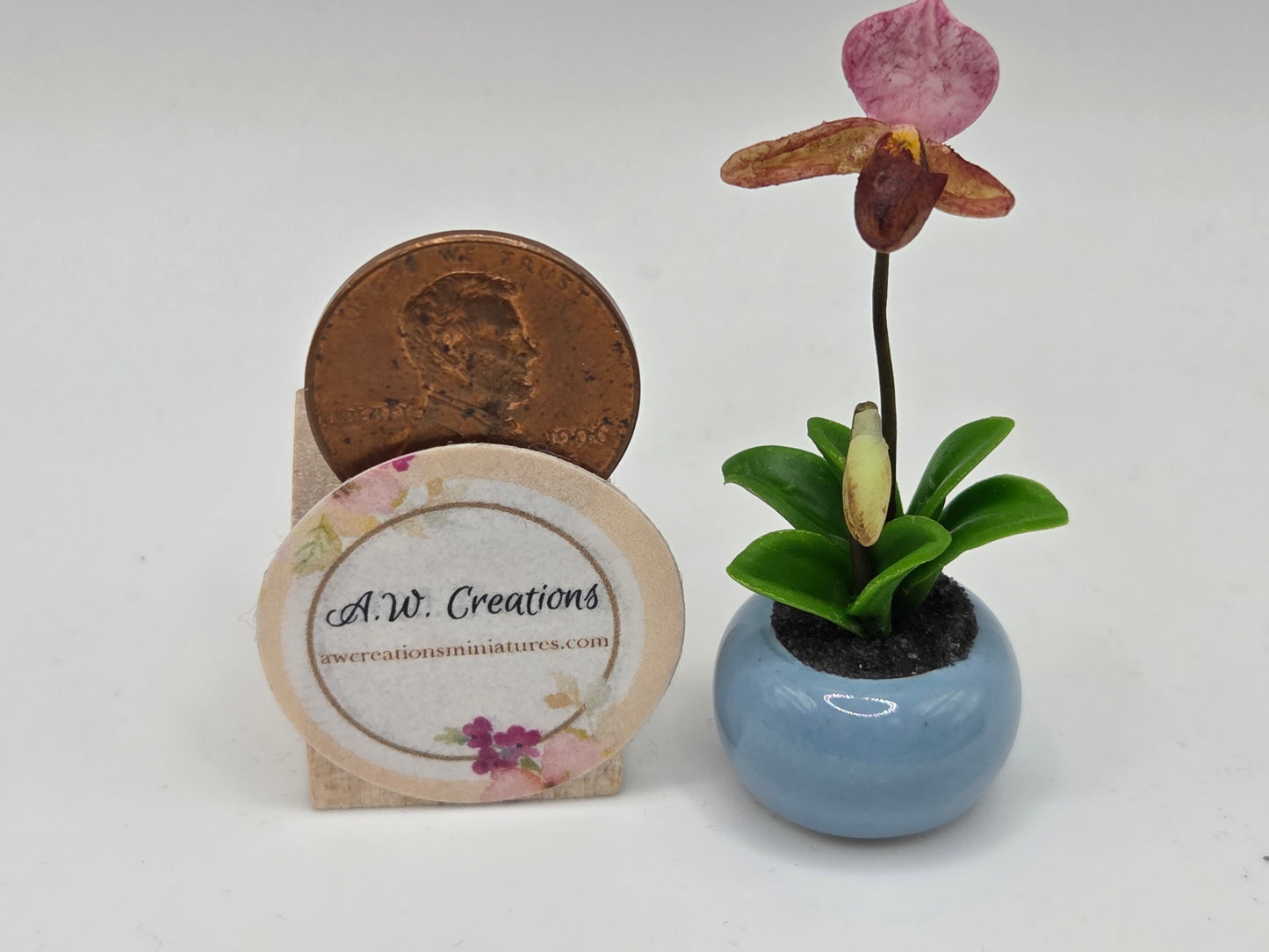 Orchid Plant