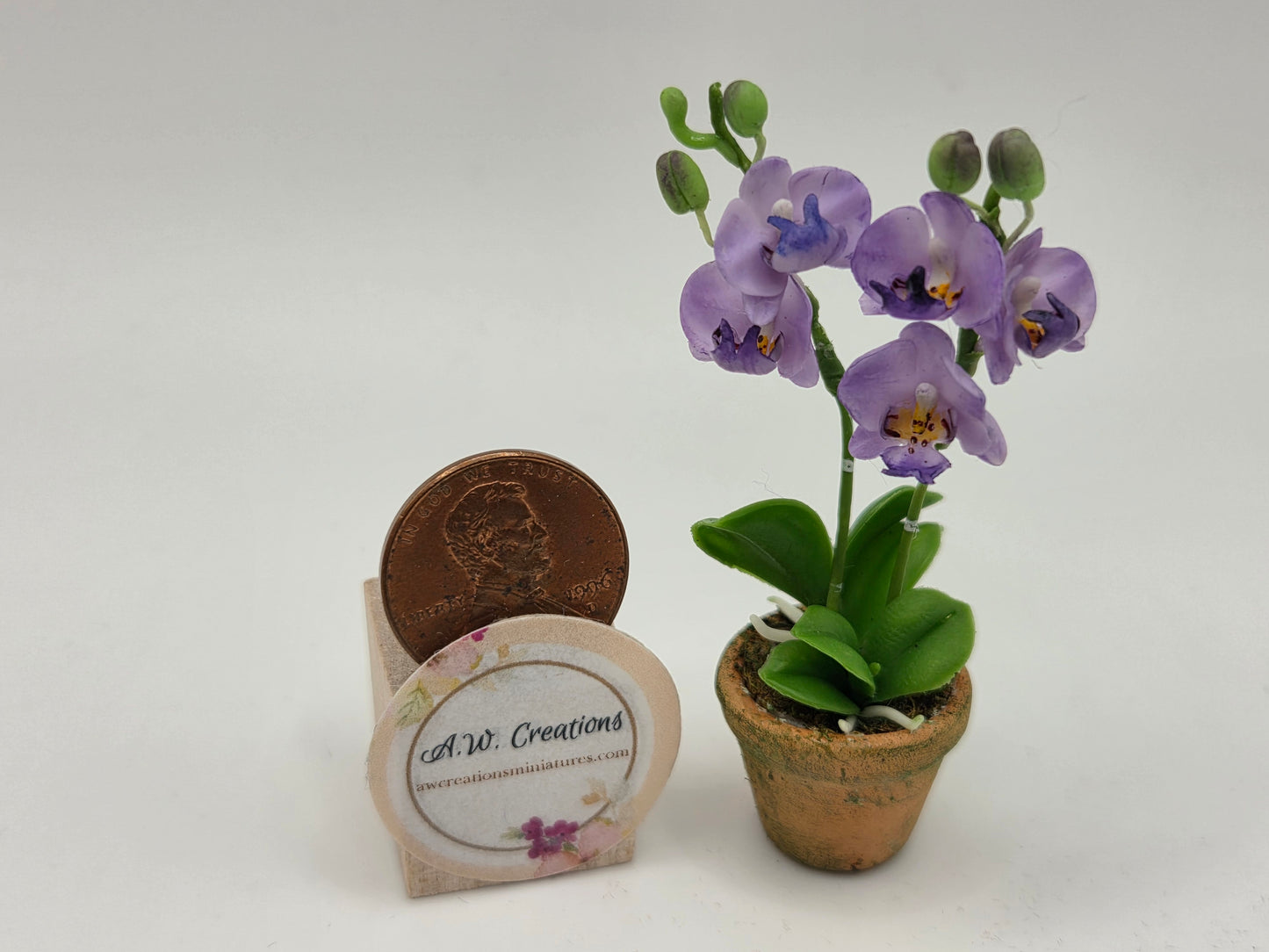 Orchid - Purple