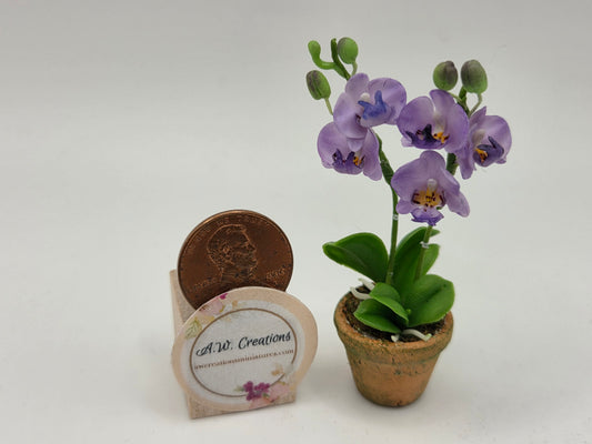 Orchid - Purple