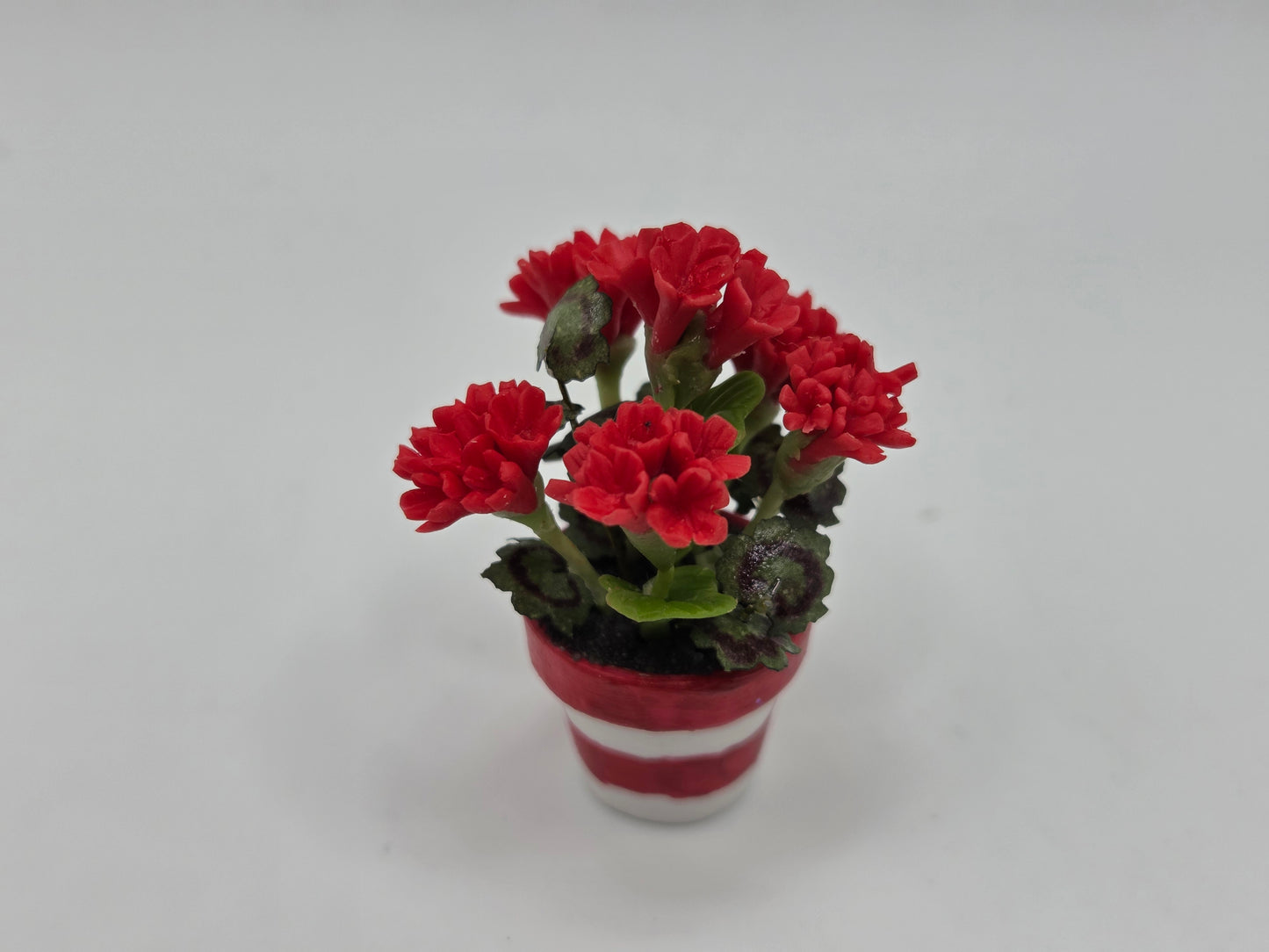 Patriotic Potted Geranium