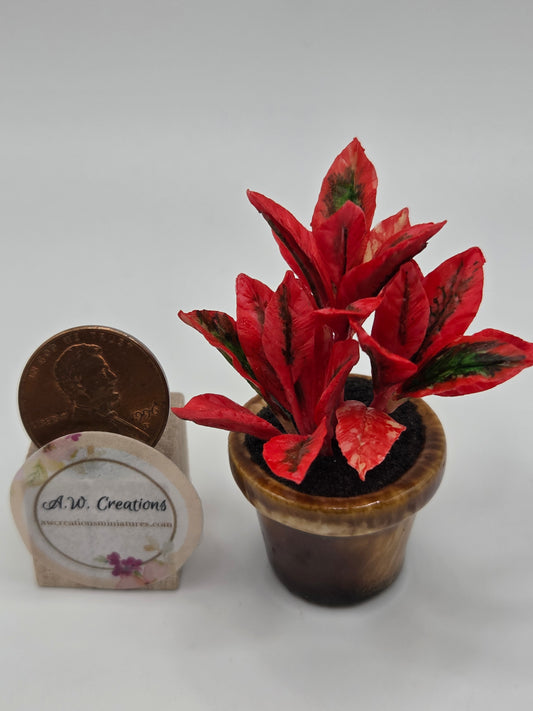 Red Croton - Large
