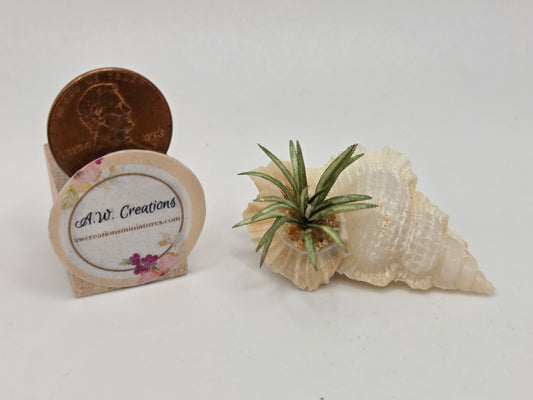 Shell Planter #1