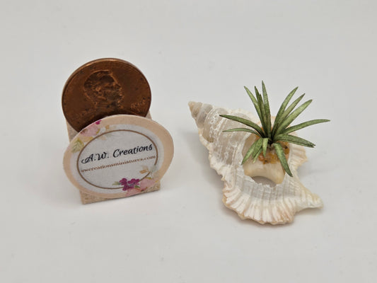 Shell Planter #2