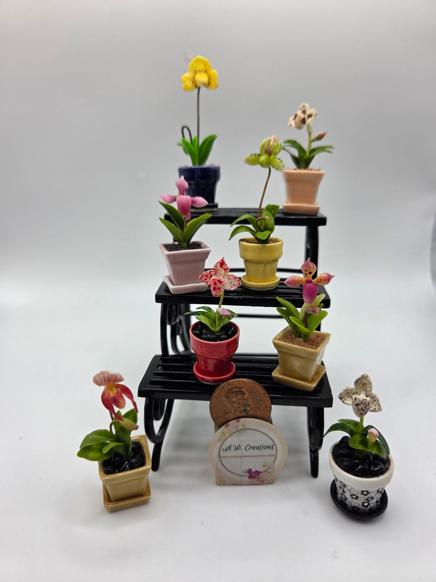 Orchid Plant
