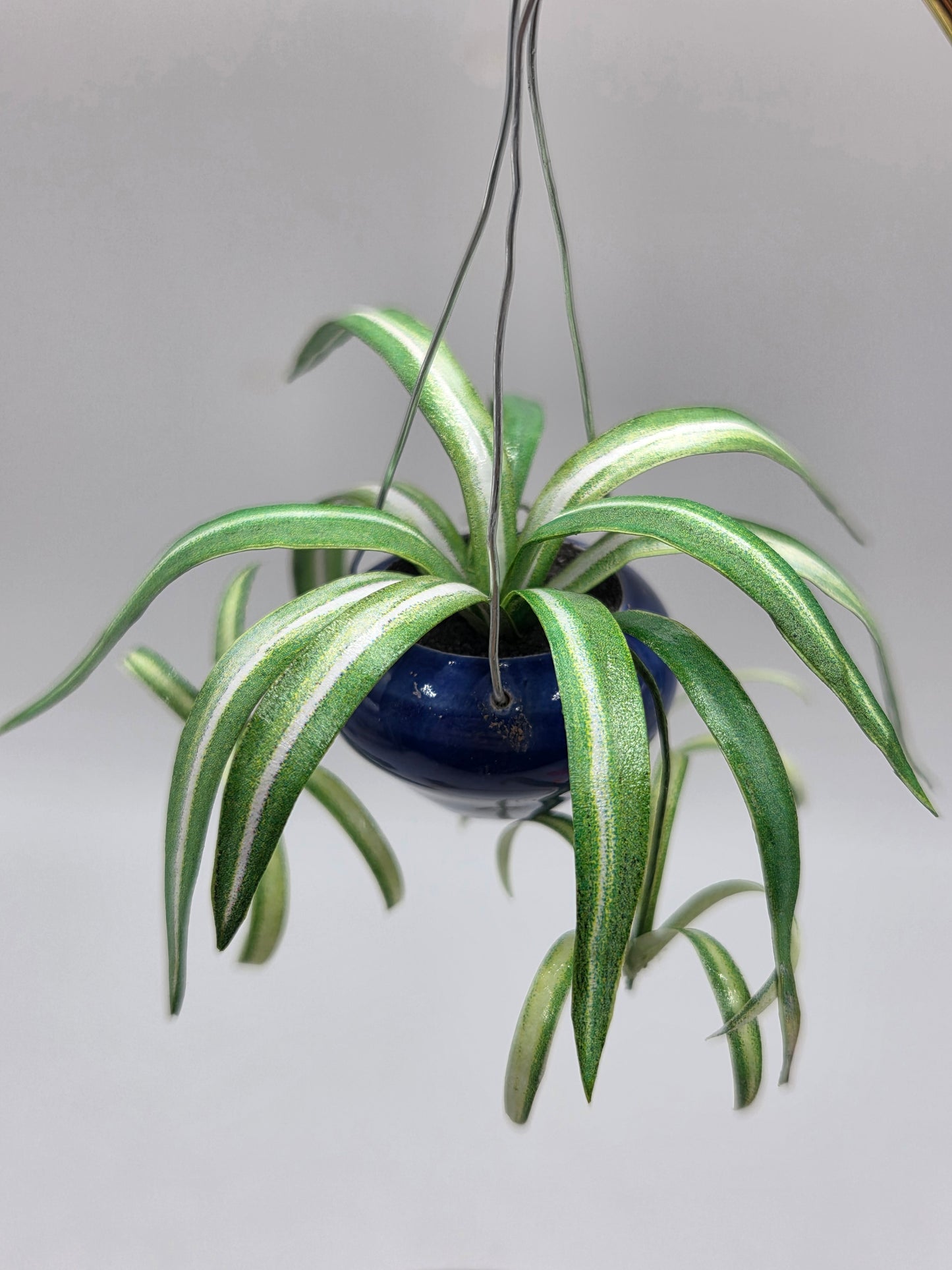 Hanging Plant - Spider Plant