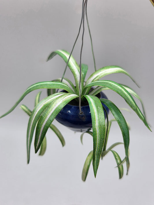 Hanging Plant - Spider Plant
