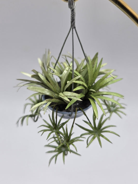 Hanging Spider Plant - Light Blue