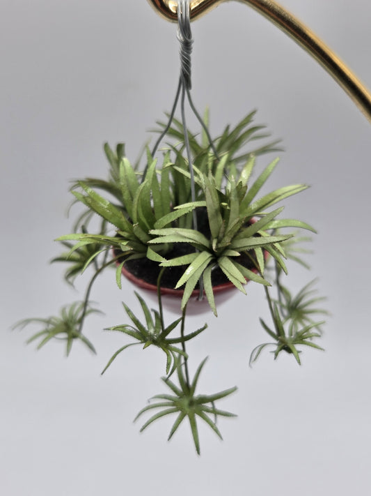 Hanging Spider Plant - Red