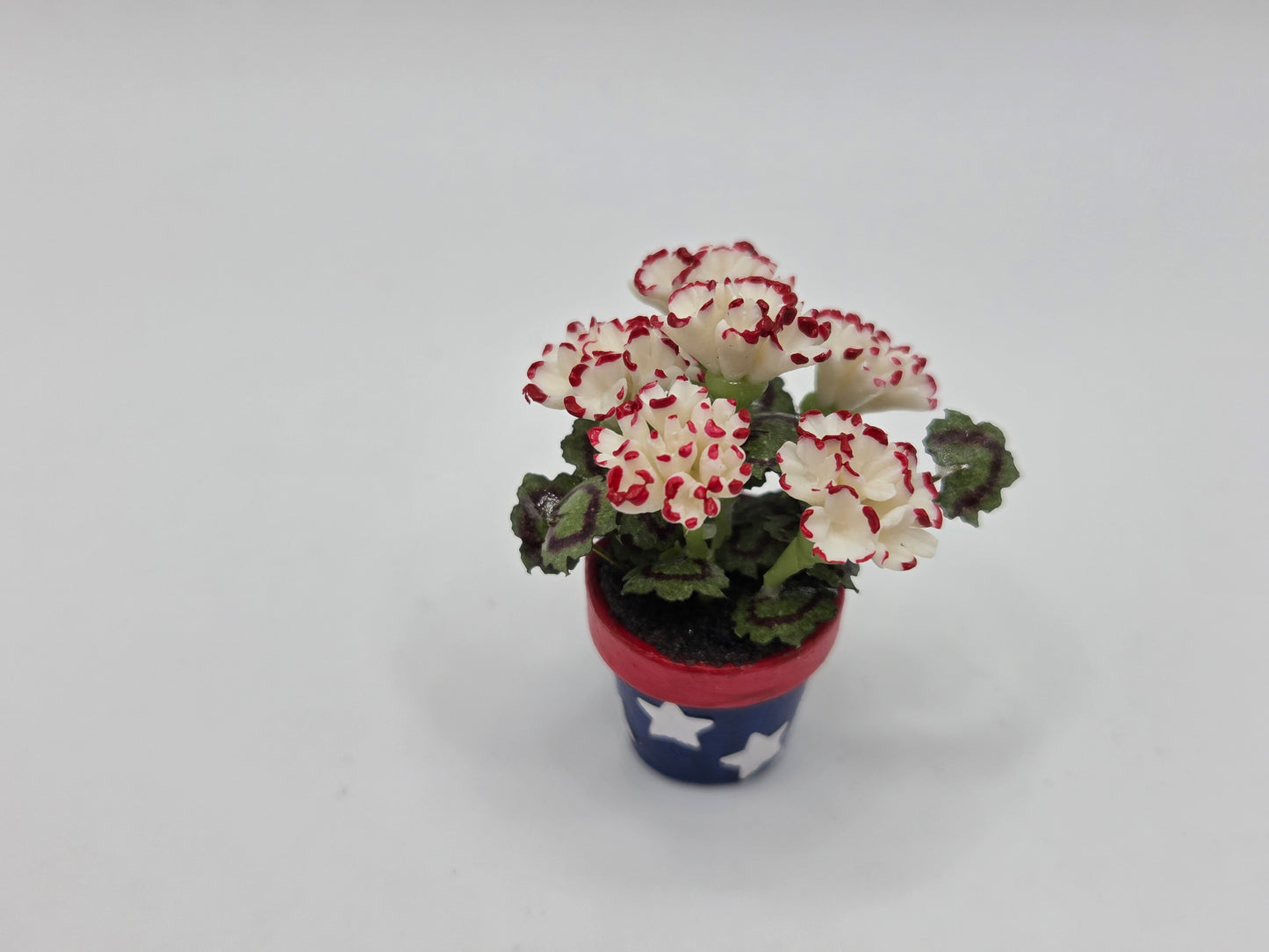 Patriotic Potted Geranium