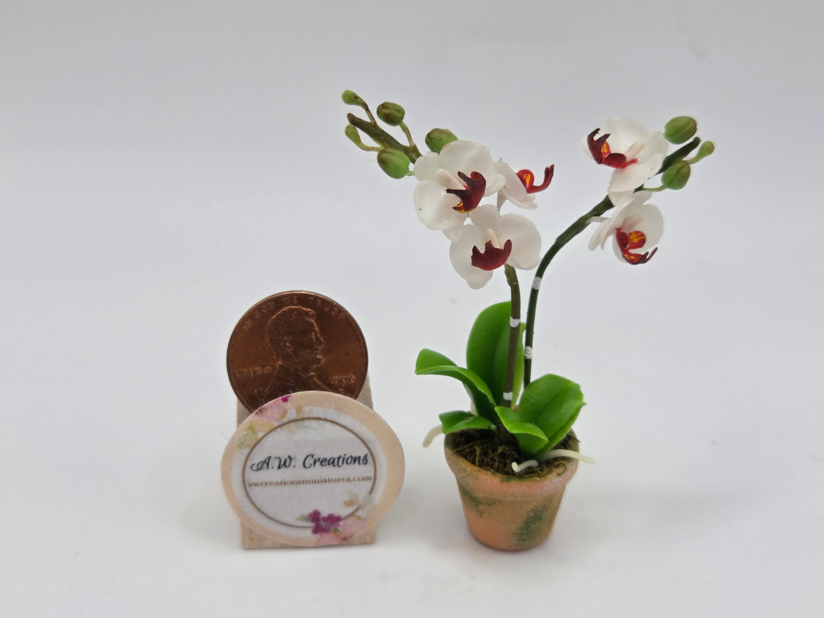 Orchid - White