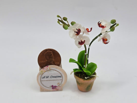 Orchid - White