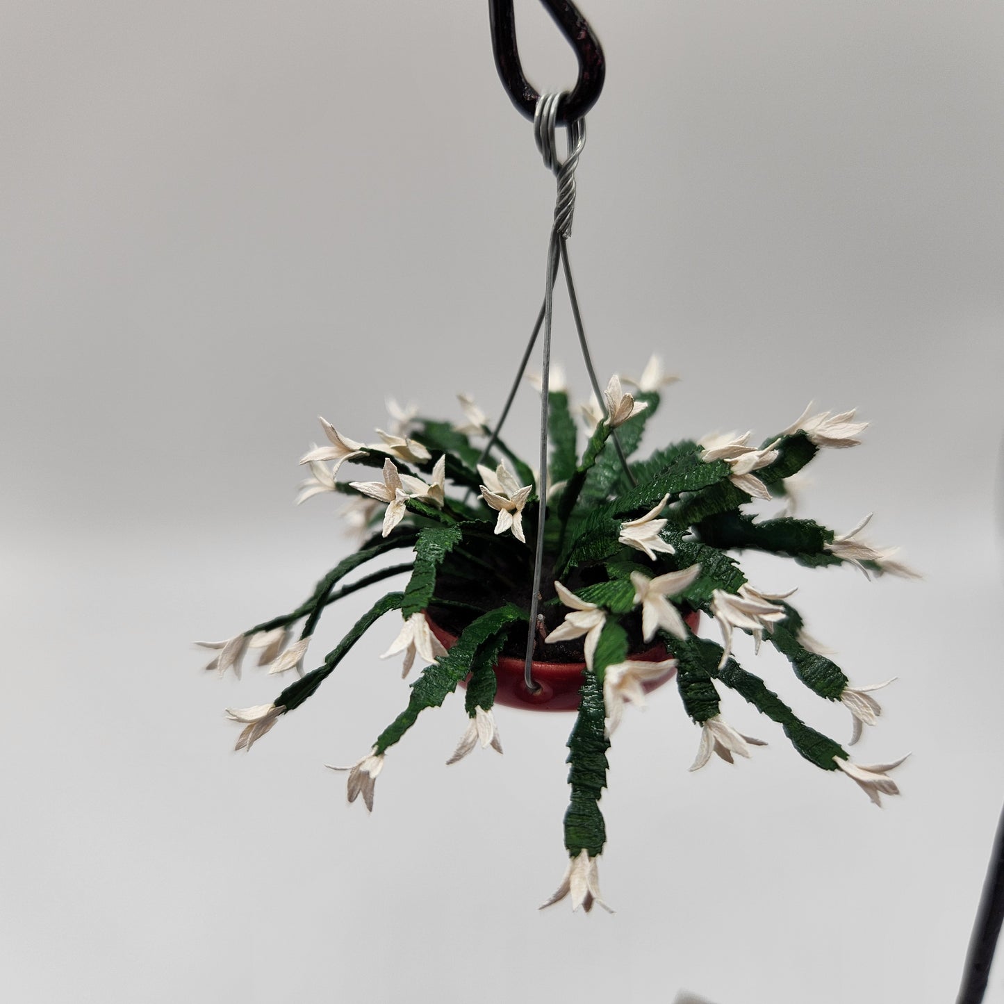 Hanging Christmas Cactus - White