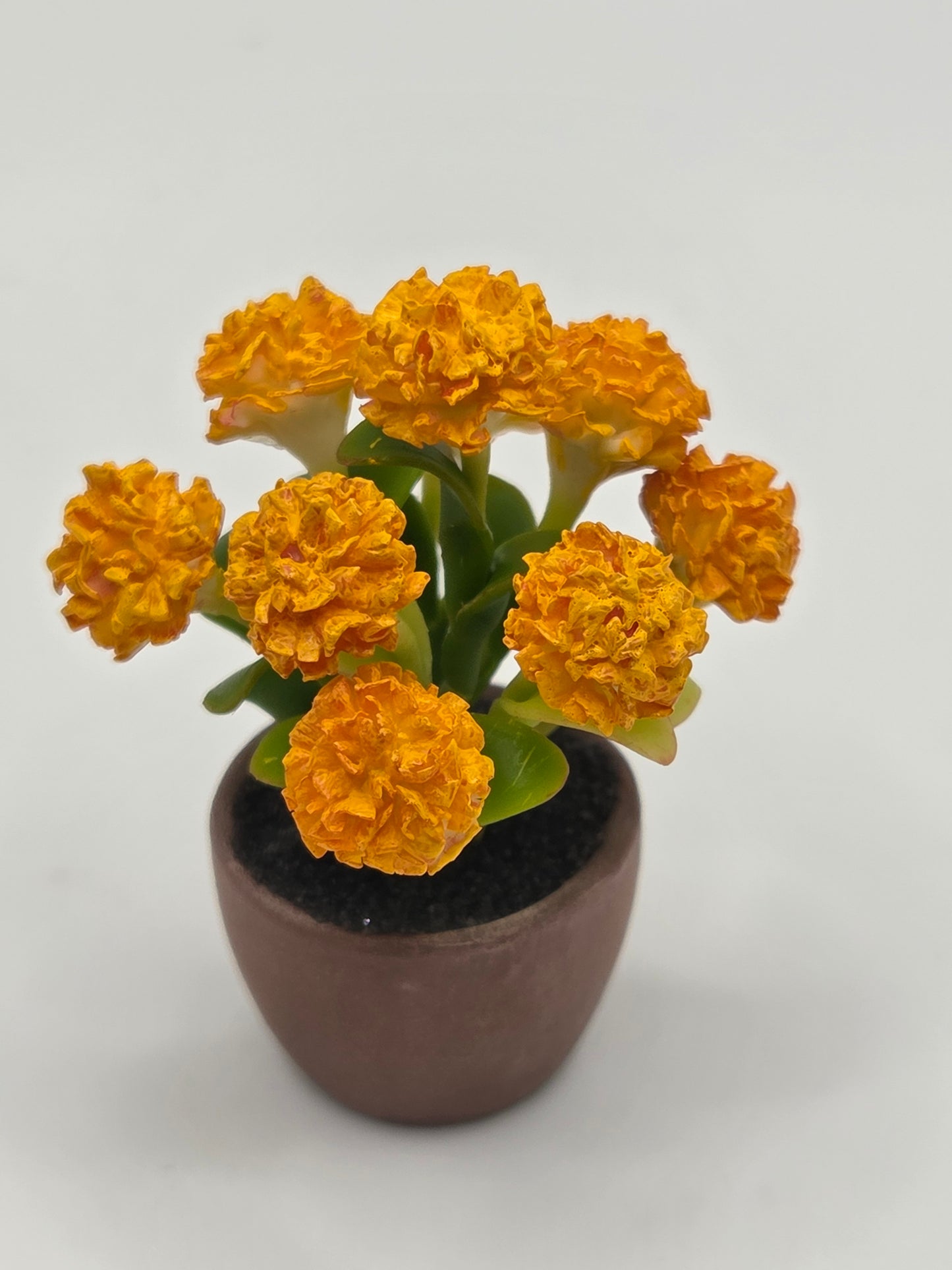 Chrysanthemum - Fall Colored