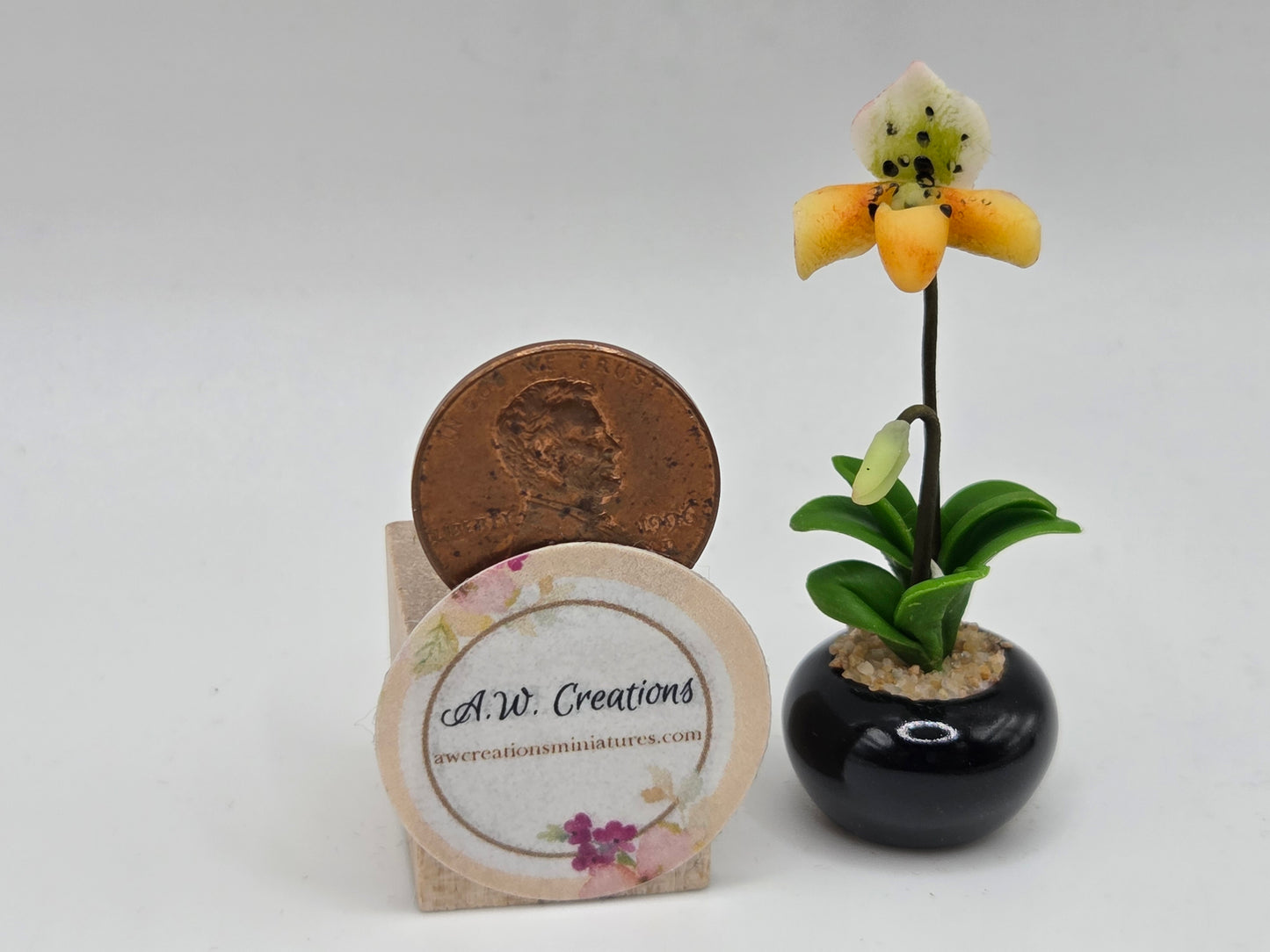 Orchid Plant