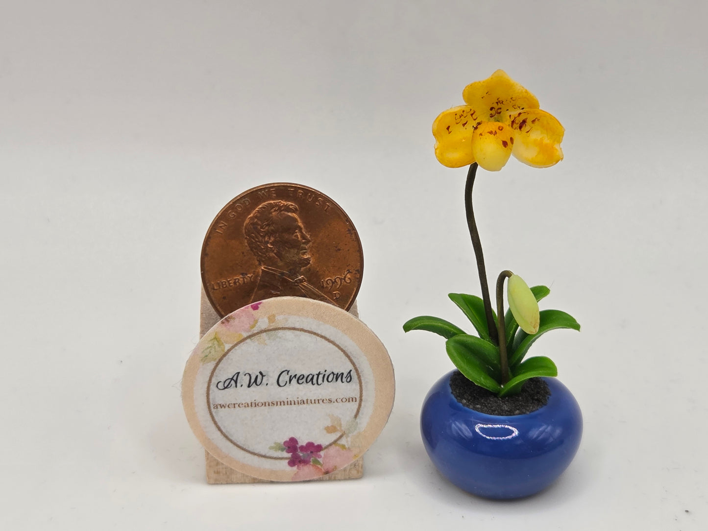 Orchid Plant