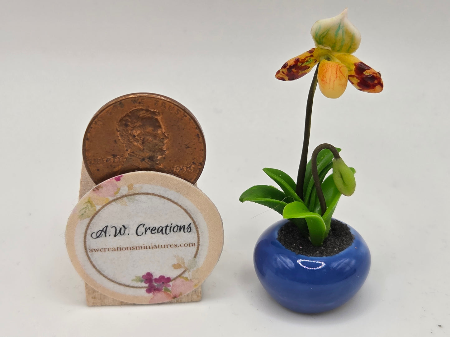Orchid Plant