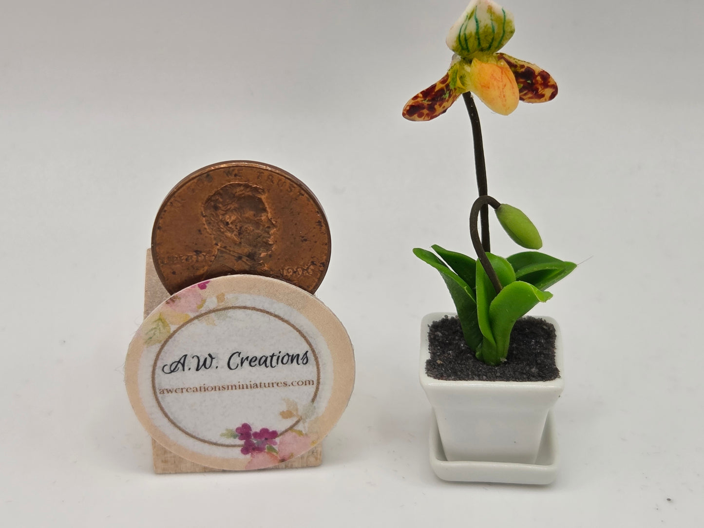 Orchid Plant