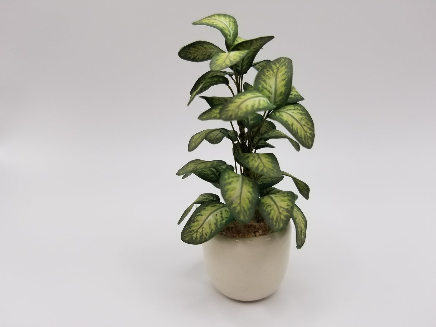 Dieffenbachia plant in glazed ceramic pot